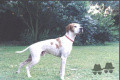 Pedigree PALAZIENSIS OMAR Pedigree PALAZIENSIS OMAR